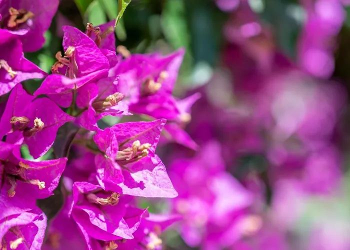 Lägenhet Talaia Bajos A *