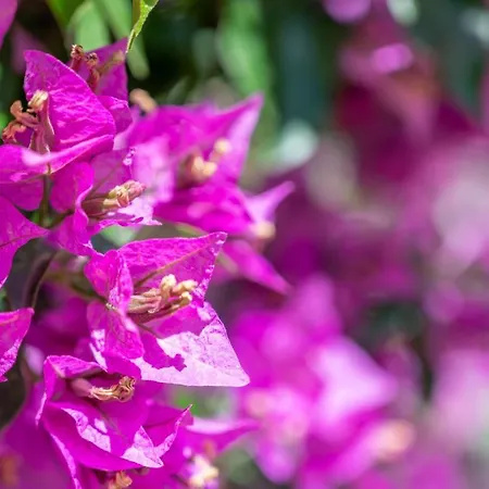 Appartement Talaia Bajos A *